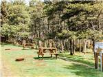 A row of picnic tables at the tent sites at CAPE KIWANDA RV RESORT & MARKETPLACE - thumbnail