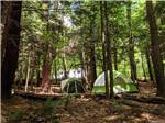 View larger image of Tents in a tenting site under trees at MT GREYLOCK CAMPSITE PARK image #3