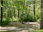 View larger image of One of the dirt campsites at MT GREYLOCK CAMPSITE PARK image #5