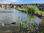 Ducks in the water at MEADOWS OF SAN JUAN RV RESORT - thumbnail