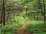 A dirt hiking path thru trees at KALKASKA RV PARK & CAMPGROUND - thumbnail