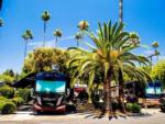 Motorhomes parked in RV sites at SAN DIEGO RV RESORT - thumbnail