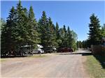 Campsites with pine trees at WAWA RV RESORT & CAMPGROUND - thumbnail