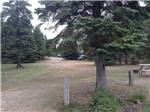 Grassy campsites amid lush fir trees at WAWA RV RESORT & CAMPGROUND - thumbnail