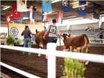 Livestock displayed during auction at STATE FAIR OF WEST VIRGINIA CAMPGROUND - thumbnail