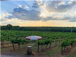View larger image of Rows of wine grapes with a cask at BUSHMANS RV PARK image #11