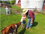 View larger image of Girl feeding cow at GETTYSBURG FARM RV CAMPGROUND image #3