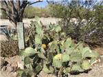 A large cactus bush in a planter at THE SCENIC ROAD RV PARK - thumbnail