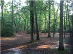 A forest area with trees at BROOKVILLE CAMPGROUND - thumbnail