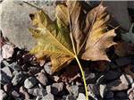 A leaf on the shoreline at CLAYTON PARK RV ESCAPE - thumbnail