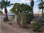 A planter area with palm trees at ENCORE PILOT KNOB - thumbnail