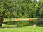 Duck in front of lake with canoes at THOUSAND TRAILS VIRGINIA LANDING - thumbnail