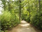 View larger image of Trail in the woods at GATEWAY TO CAPE COD RV CAMPGROUND image #4