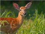 A deer looking at you in the woods at WHISPERING PINES CAMPING ESTATES - thumbnail