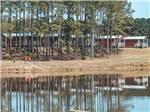 View larger image of A group of trees by the lake at BLUE SKY LAKE LIVINGSTON RV PARK  CABINS image #12
