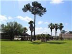 View larger image of A green grassy area with trees at WINNIE INN  RV PARK image #12