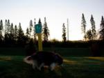 Dog on a walk at HO-CHUNK GAMING RV PARK - thumbnail