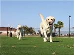 View larger image of Two dogs frolic on a grassy lawn at SOUTHERN OAKS RV RESORT image #11
