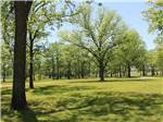 A grassy area with trees - thumbnail