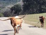 Longhorns crossing the road at LAKE MEDINA RV RESORT - thumbnail