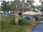 Tent camping area under shade trees at NO NAME CITY LUXURY CABINS & RV PARK - thumbnail
