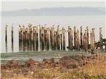 View larger image of Birds on lake at KENANNA RV PARK image #1