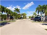 A road in the park lined with palm trees - thumbnail
