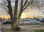 A large tree next to an RV site at WAGONS WEST RV PARK AND CAMPGROUND - thumbnail