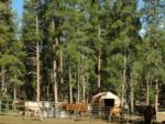 Horses in a corral - thumbnail