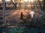 A chicken behind a fence - thumbnail
