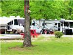 A tree in front of a row of RV sites at BRECKENRIDGE LAKE RESORT - thumbnail