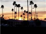Palm trees with the sun setting behind them at PALM GARDENS MHC & RV PARK - thumbnail