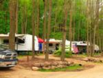 Sites by trees at Glacier Valley Campground - thumbnail