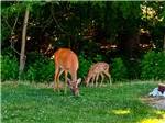 Two deer grazing in the grass - thumbnail