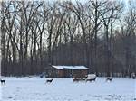 Deer near a cabin in the snow - thumbnail