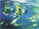A family scuba diving nearby at BIG PINE KEY & FLORIDA LOWER KEYS - thumbnail