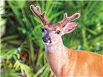 A close-up of a deer looking at you at BIG PINE KEY & FLORIDA LOWER KEYS - thumbnail