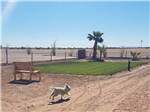 View larger image of A dog running in the pet area at COPPER MOUNTAIN RV PARK image #2