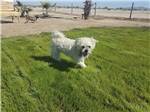 View larger image of A white dog playing in the grass at COPPER MOUNTAIN RV PARK image #9
