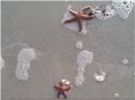 A large and small jellyfish in the sand at CORAL SANDS OCEANFRONT RV RESORT - thumbnail