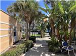 Palm trees and shaded area at CORAL SANDS OCEANFRONT RV RESORT - thumbnail