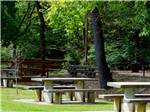 A row of benches under trees at BLOWING SPRINGS RV PARK - thumbnail