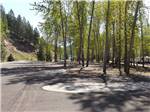 A row of empty paved RV sites at CRYSTAL GOLD MINE & RV PARK - thumbnail