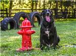 View larger image of A black dog in the pet area at OLD ORCHARD BEACH CAMPGROUND image #8