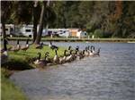 Travel trailers parked at sites at Natalbany Creek Campground & RV Park - thumbnail