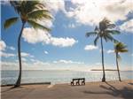 A bench between palm trees with an ocean view - thumbnail