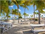Many picnic tables in the shade of palm trees - thumbnail