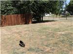 A dog walking around in the grass at PECAN GROVE RV RESORT - thumbnail