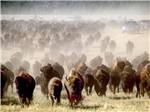 View larger image of Dusty herd of buffalo at SOUTH DAKOTA DEPT OF GAME FISH  PARKS image #1