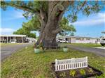 Large tree in the grass at Morningside RV Estates - thumbnail